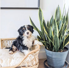 Load image into Gallery viewer, Eleanor Rattan Pet Bed - HAWAII PRE-ORDER Pet Bed Picnic Imports