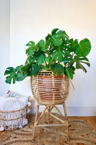 Large Rattan Plant Stand *In Store Pick Up Only* Plant Stand Picnic Imports 